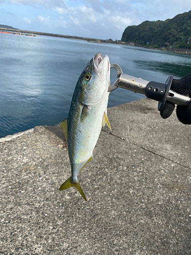 ツバスの釣果