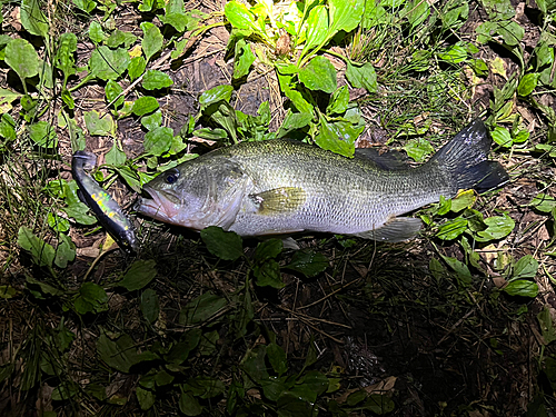 ブラックバスの釣果