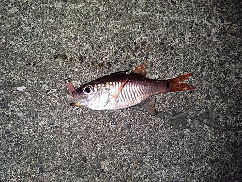 クロホシイシモチの釣果