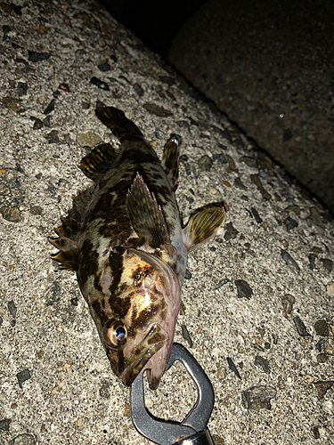 タケノコメバルの釣果