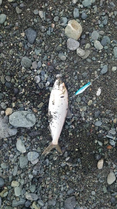 コノシロの釣果