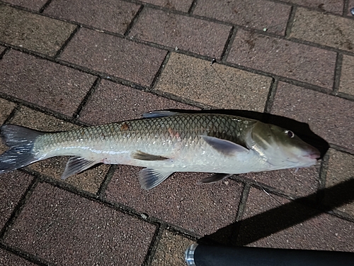 ニゴイの釣果