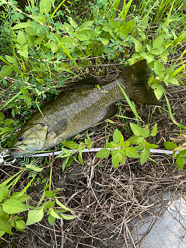 スモールマウスバスの釣果