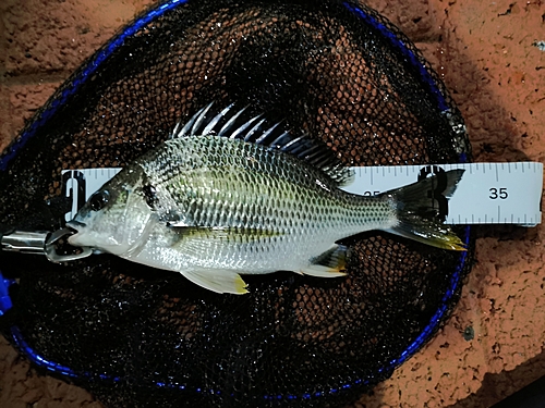 キビレの釣果