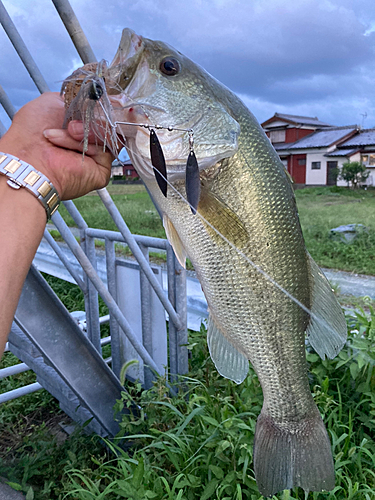 ブラックバスの釣果