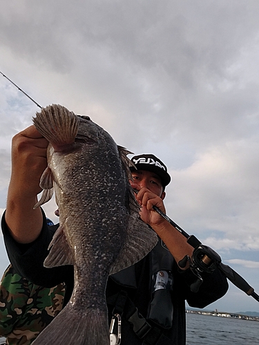 クロソイの釣果