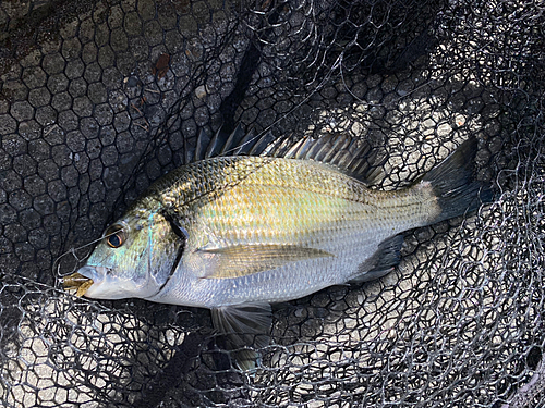 ミナミクロダイの釣果