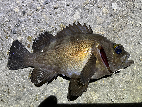 メバルの釣果