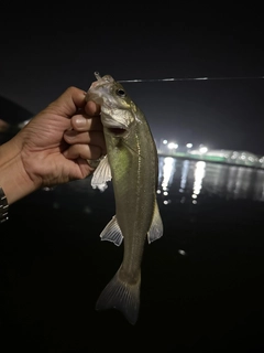 セイゴ（タイリクスズキ）の釣果