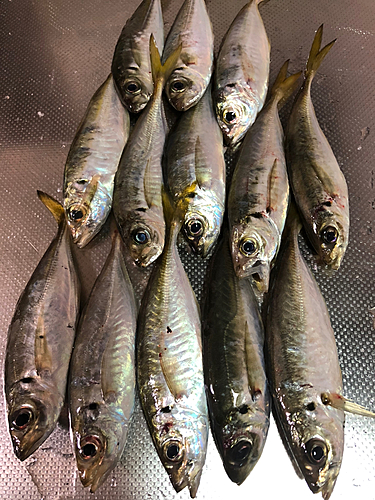 アジの釣果