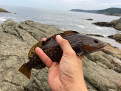 アイナメの釣果