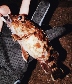 アラカブの釣果