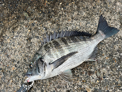 クロダイの釣果