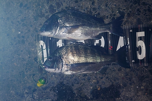 クロダイの釣果