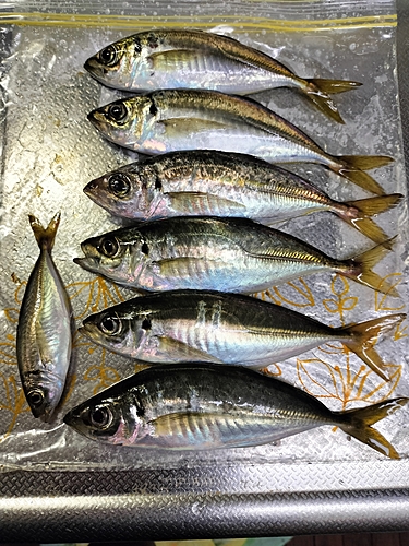 アジの釣果