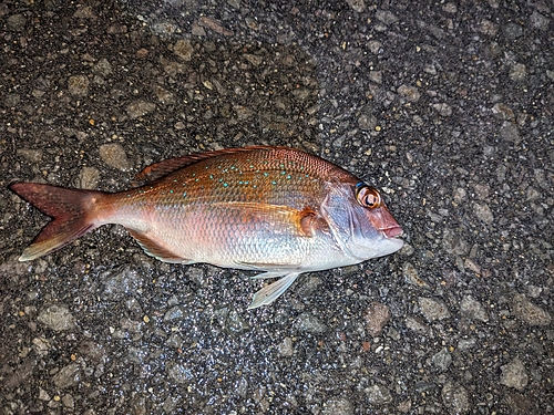 タイの釣果