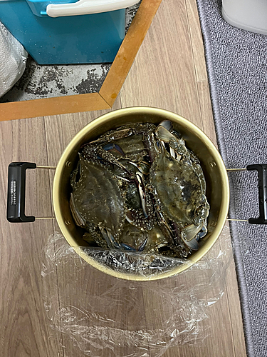 カニの釣果