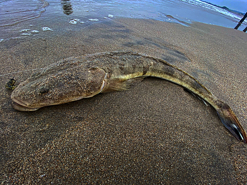 マゴチの釣果