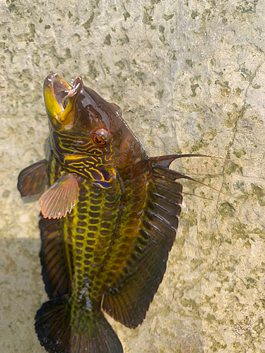 オハグロベラの釣果