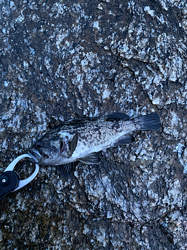 クロソイの釣果