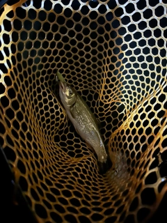 ニゴイの釣果