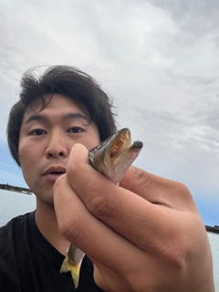 カマスの釣果