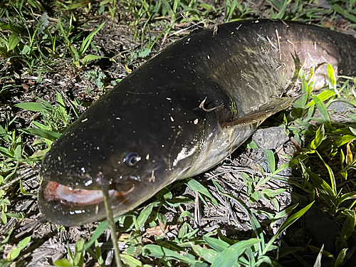 ナマズの釣果