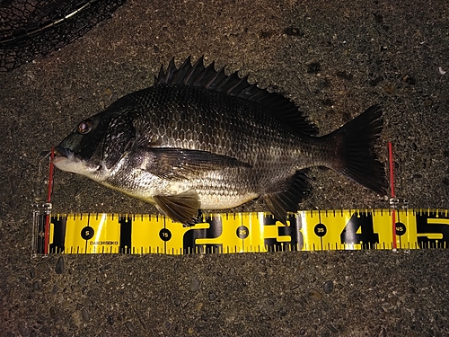 クロダイの釣果