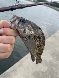 クロソイの釣果