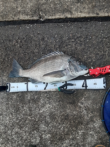 クロダイの釣果