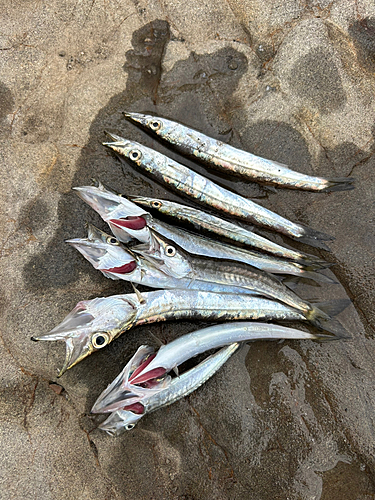 カマスの釣果