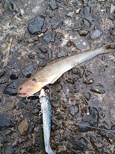 エソの釣果