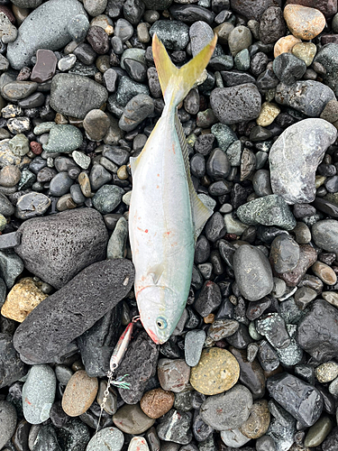 ワカシの釣果