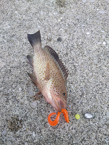 オオモンハタの釣果