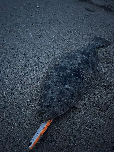 ヒラメの釣果