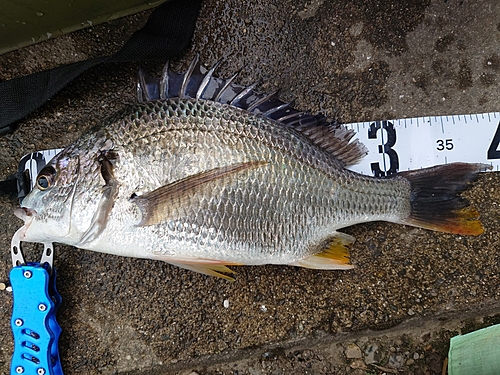 キビレの釣果