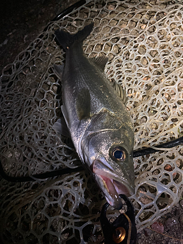 スズキの釣果