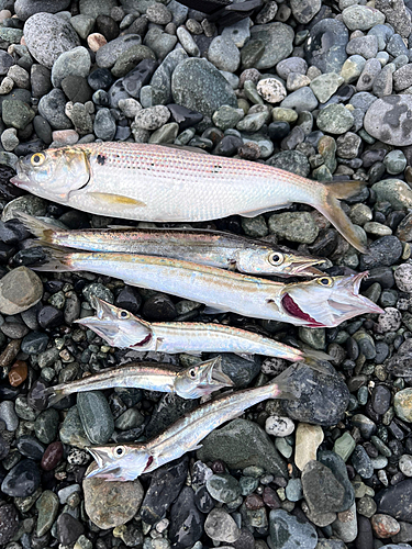 カマスの釣果