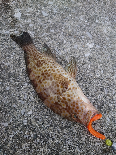 オオモンハタの釣果