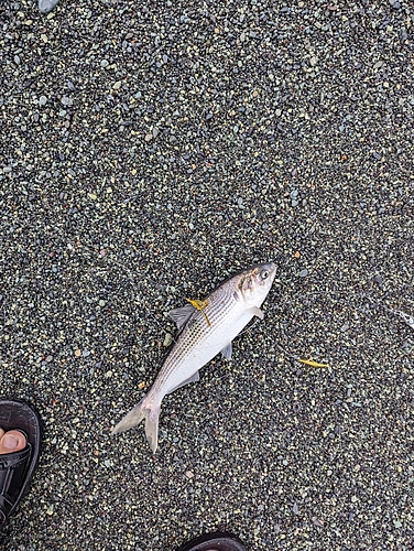 コノシロの釣果