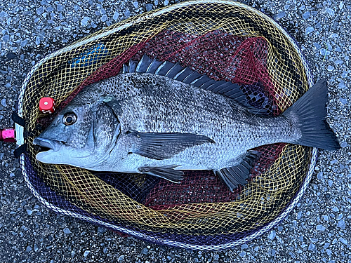 クロダイの釣果