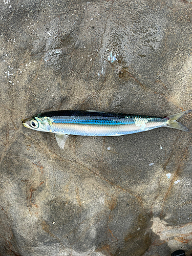 ウルメイワシの釣果