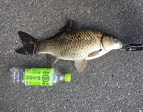 フナの釣果