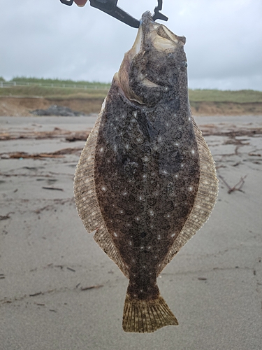 ソゲの釣果