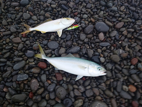 ワカシの釣果