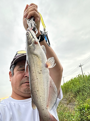 アメリカンキャットフィッシュの釣果