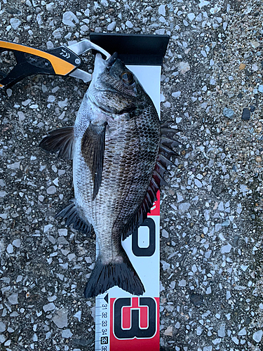 クロダイの釣果