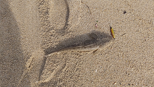 マゴチの釣果