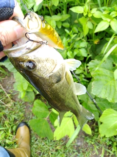 ブラックバスの釣果