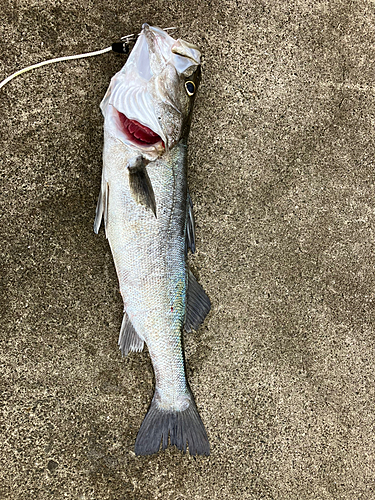 スズキの釣果